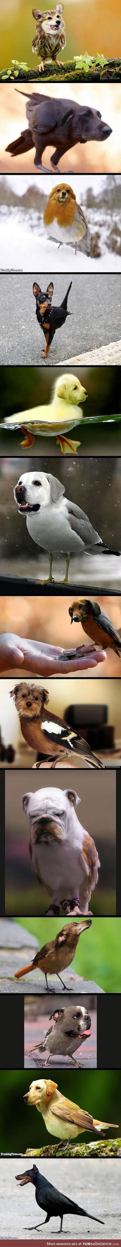 Dogs + birds = this