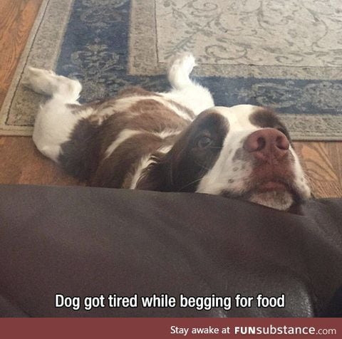 Poor tired doggo