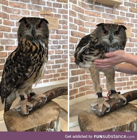 Guess I've never seen an owl's legs before