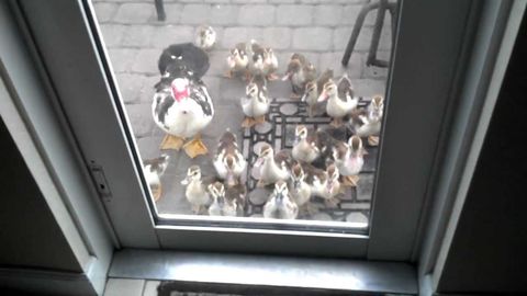 I wish baby ducks would follow me :(