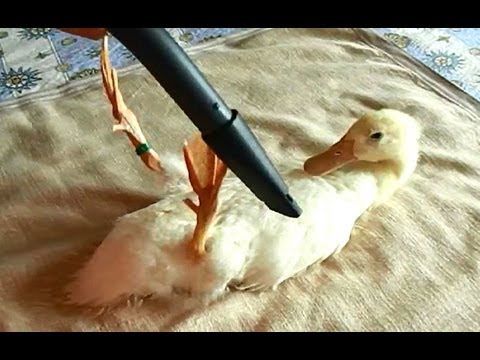 Apparently ducks can be vacuumed