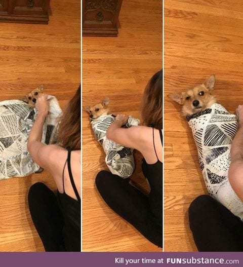 Pregnant wife practices swaddling on confused pupper