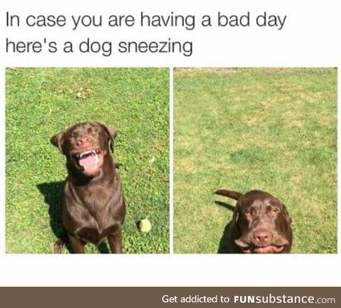 Doggo does a sneezy
