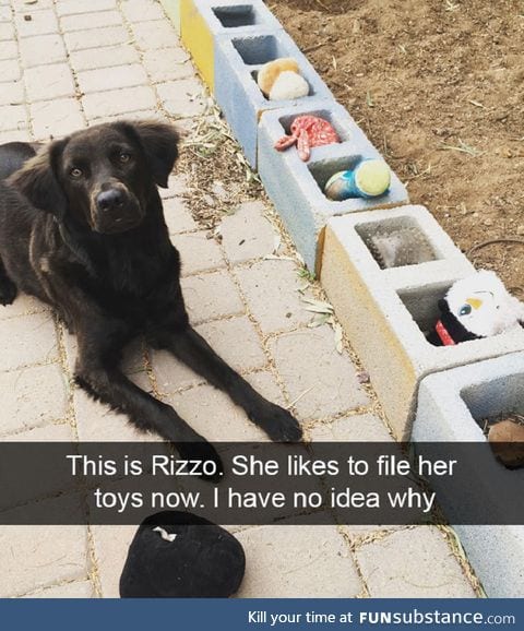 Organized doggo