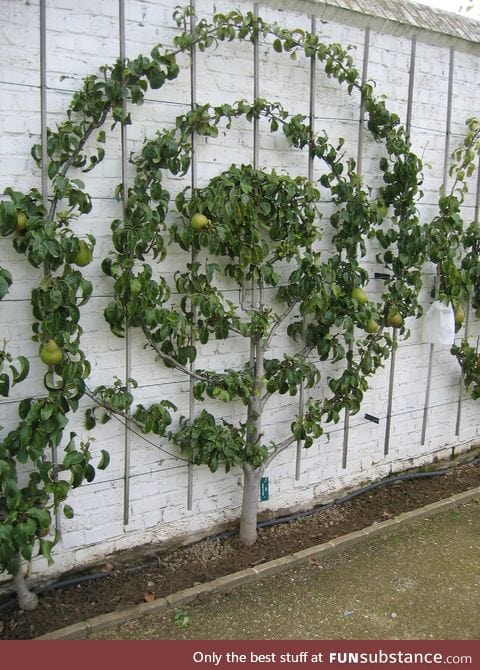 Carefully cultivated pear tree