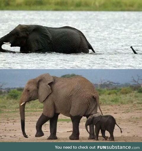 Baby elephant