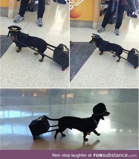 From now on, I'm flying with Good Boy Airlines