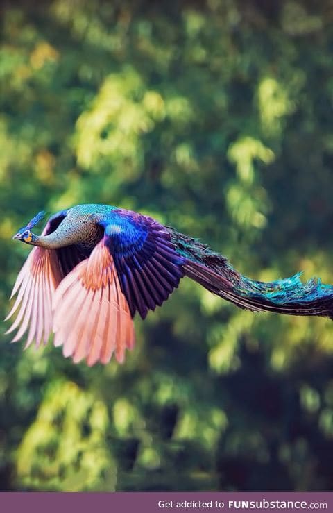 Majestic peacock in flight
