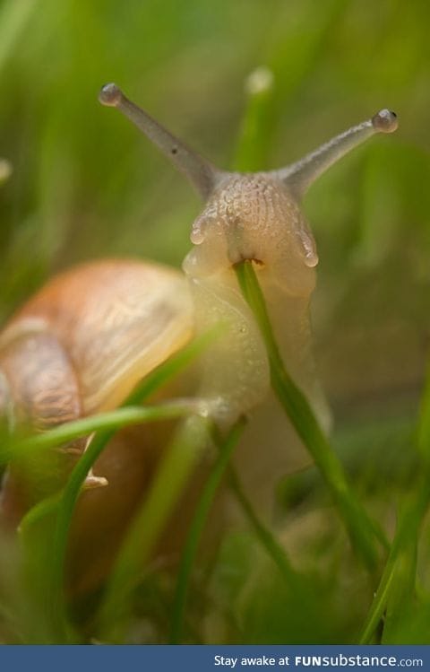 And Here's A Snail Eating Grass
