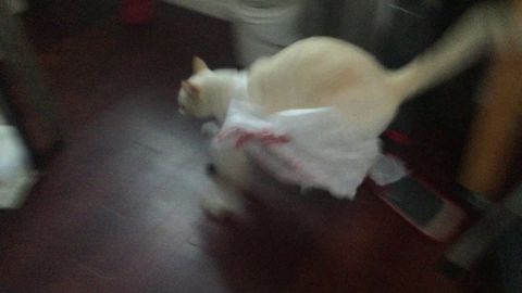 This cat shouldn't have gotten in the bag