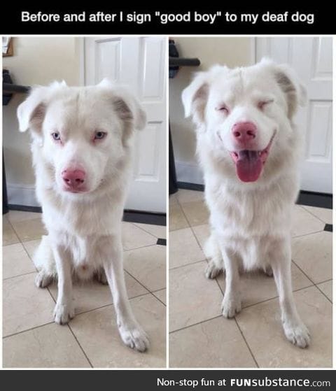 Before and After signing 'Good boy' to deaf dog