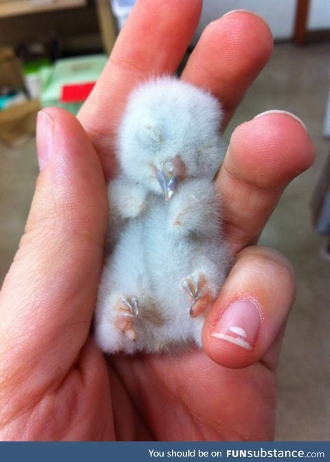 Baby owl cuteness