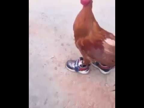 Chicken in sneakers