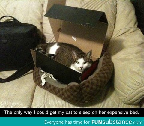 Cat: you're doing it right