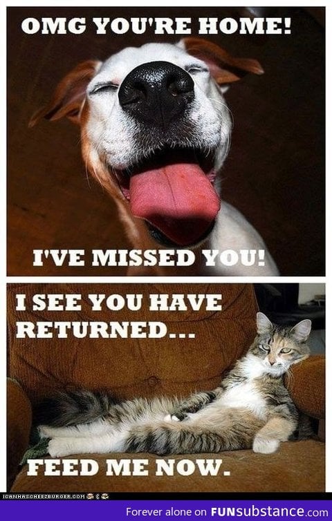 The Difference Between Cats and Dogs