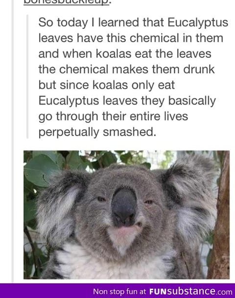Koala's life