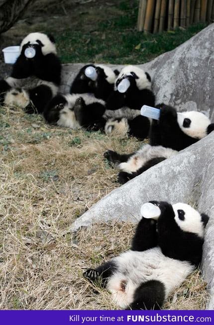 Panda lunch time