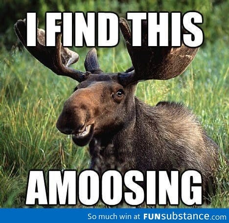 Happy moose approves