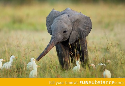 Baby elephant checking out some birds