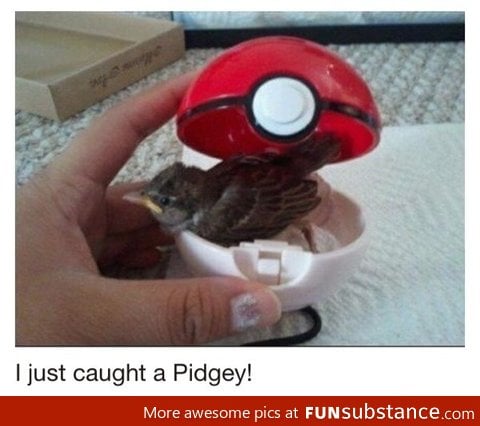 Pidgey found