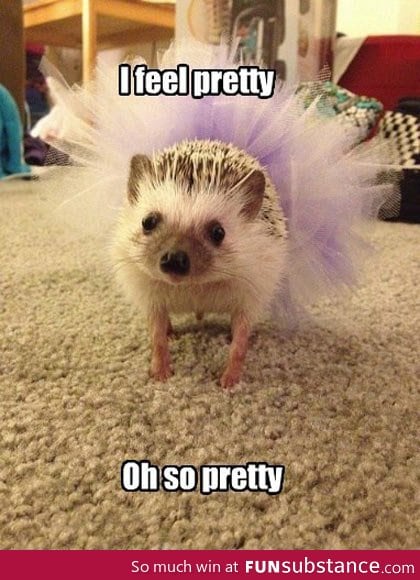 Pretty Hedgehog