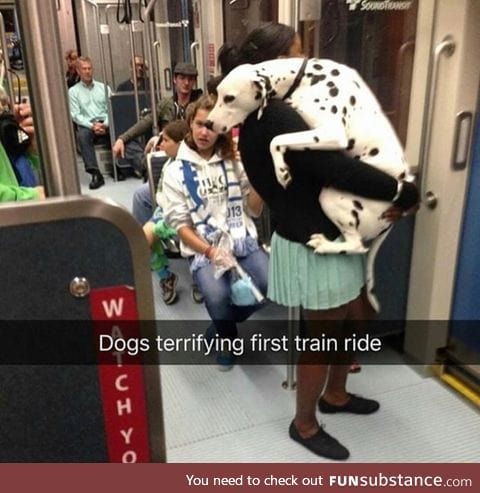 Dog on a train