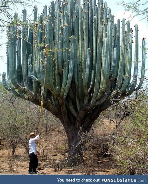 Cactus in oaxaca