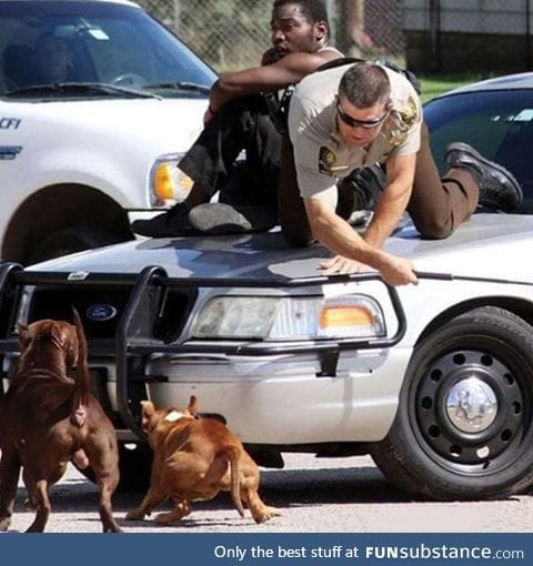 When a deputy saw a man getting chase by two dogs, he pulled up to help. The Result:
