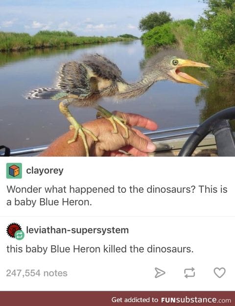 What actually happened to the dinosaurs