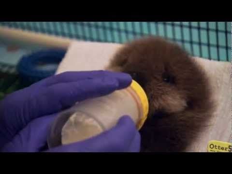 Apparently baby otters are the cutest thing ever