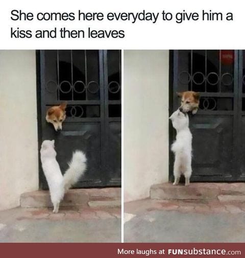 Dog memes that will make your day