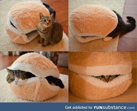 Homemade Cat burger