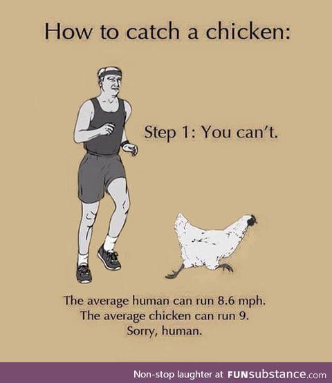 Here's How To Catch A Chicken