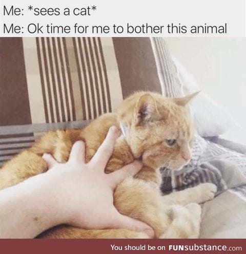 That's why cats hate us