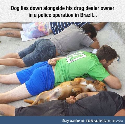 Dogs are always there for you