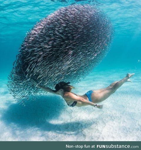 Playing with a school of fish