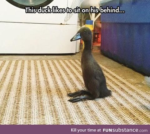 Duck with strange behavior