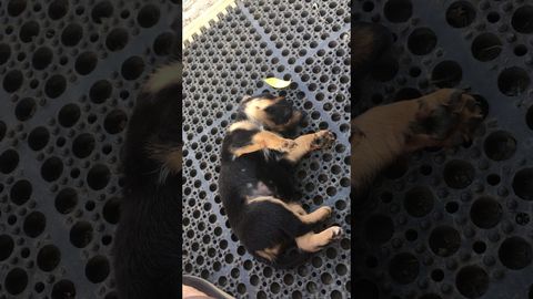 Puppy falls asleep during play time