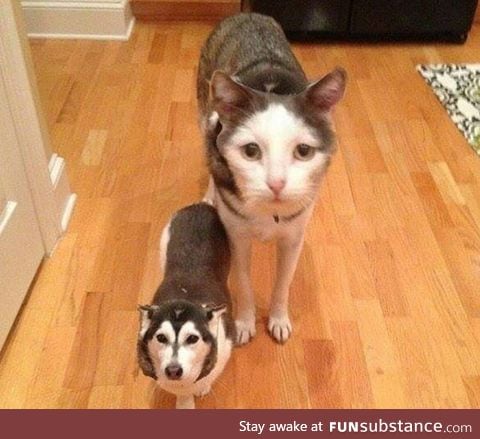 These face swaps are getting out of Hand