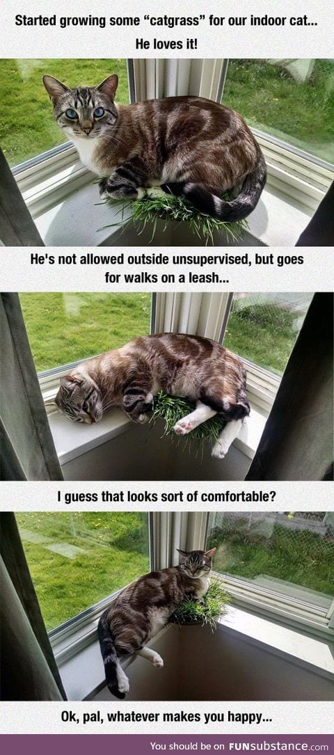 Indoor cat loves catgrass