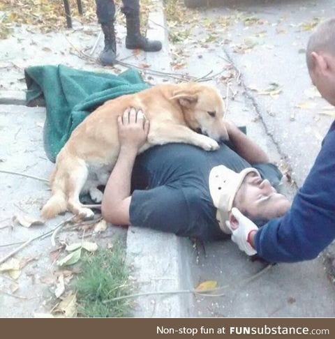 Dog refuses to leave owner after suffering an accident