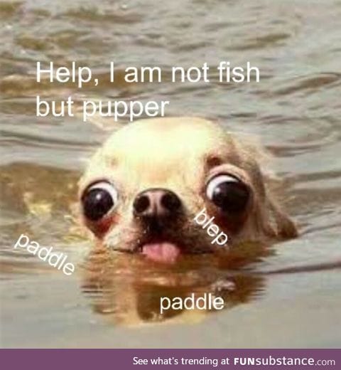 Lil pupper does a swim