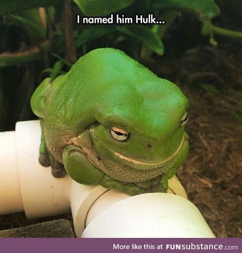 Hulk the frog