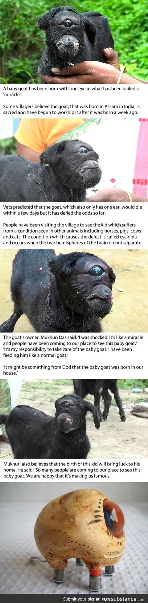 Cyclops goat born with one eye is worshipped by villagers in India