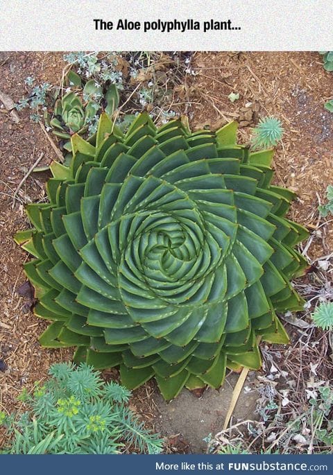 Perfect spiral