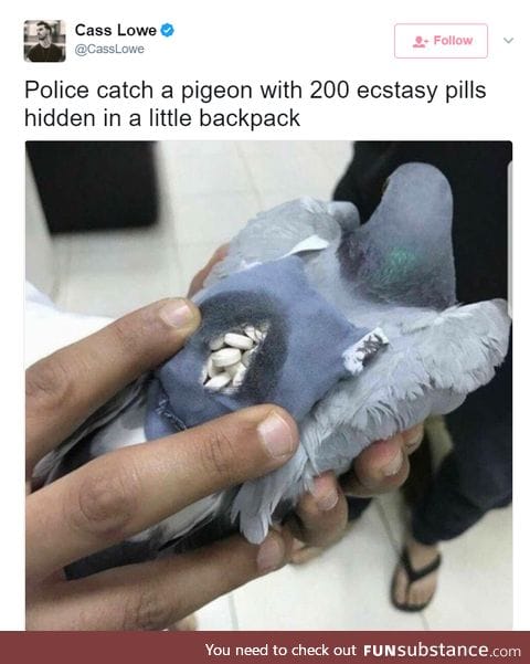 A new kind of carrier pigeon