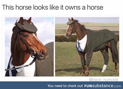 Fancy horse