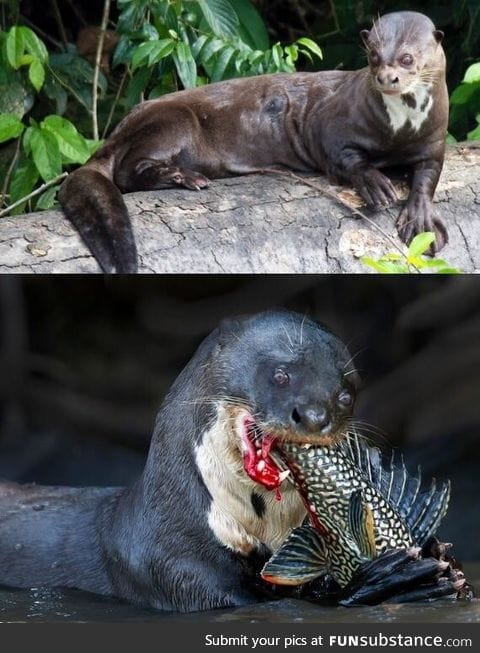 Giant otters are terrifying