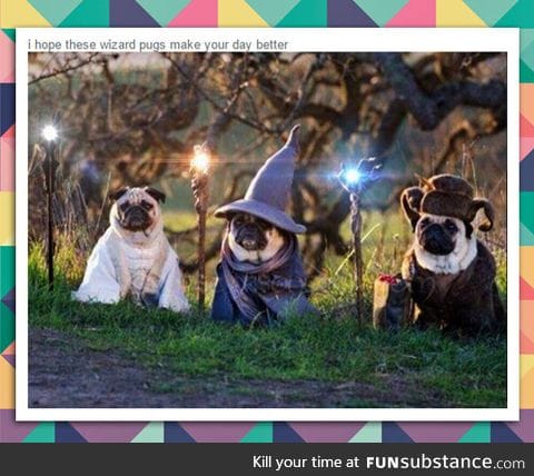 Wizard pugs