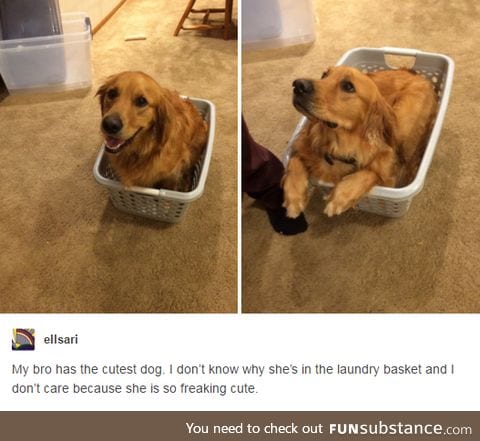 Doggo in a laundry basket